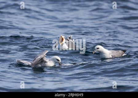 Un grande gabbiano nero e fulmars che combattono per un merluzzo morto nell'Oceano Artico, nella Norvegia settentrionale. Foto Stock