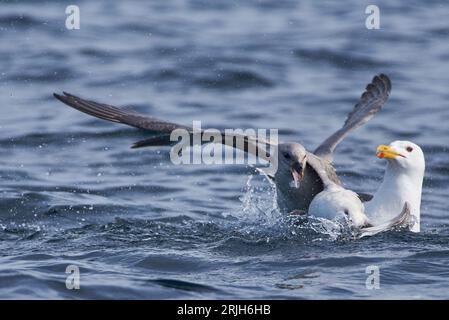 Un grande gabbiano nero e fulmars che combattono per il cibo nell'Oceano Artico, nella Norvegia settentrionale. Foto Stock