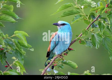 Rullo europeo (Coracias garrulus) in habitat naturale Foto Stock