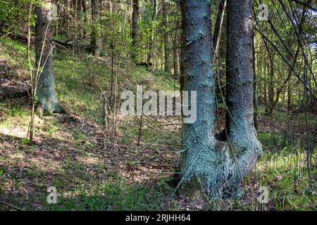 Abete rosso con due tronchi in una foresta di abeti rossi Foto Stock