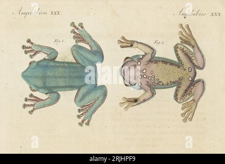 Rana di foglie giganti, rana di alberi bicolore, rana di scimmia gigante o rana di scimmia cerosa, Phyllomedusa bicolor (Rana bicolor) dorsale 1 ventrale 2. Originario del Suriname e della Guyana. Incisione in copperplate a mano da Carl Bertuch's Bilderbuch fur Kinder (Picture Book for Children), Weimar, 1813. Un'enciclopedia in 12 volumi per bambini illustrata con quasi 1.200 tavole incise su storia naturale, scienza, costume, mitologia, ecc., pubblicato dal 1790-1830. Foto Stock