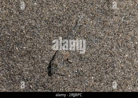 Smooth Bay Shrimp, Lissocrangon Stylirostris, nella sabbia di Shi Shi Beach a Point of Arches, Olympic National Park, Washington State, USA Foto Stock