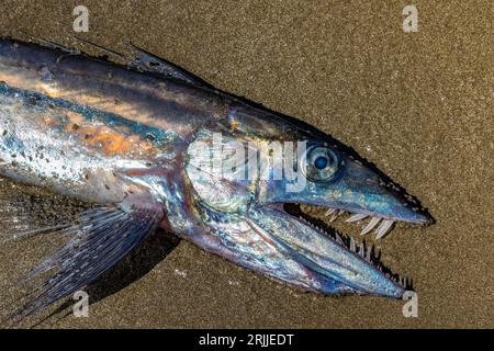 Il pesce Lancetfish, l'Alepisaurus ferox, è stato lavato mentre moriva sulla spiaggia di Shi Shi, all'Olympic National Park, nello stato di Washington, negli Stati Uniti Foto Stock