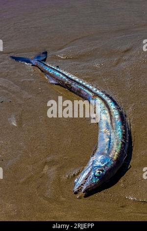 Il pesce Lancetfish, l'Alepisaurus ferox, è stato lavato mentre moriva sulla spiaggia di Shi Shi, all'Olympic National Park, nello stato di Washington, negli Stati Uniti Foto Stock