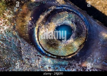 Il pesce Lancetfish, l'Alepisaurus ferox, è stato lavato mentre moriva sulla spiaggia di Shi Shi, all'Olympic National Park, nello stato di Washington, negli Stati Uniti Foto Stock