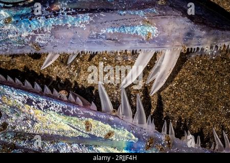 Il pesce Lancetfish, l'Alepisaurus ferox, è stato lavato mentre moriva sulla spiaggia di Shi Shi, all'Olympic National Park, nello stato di Washington, negli Stati Uniti Foto Stock