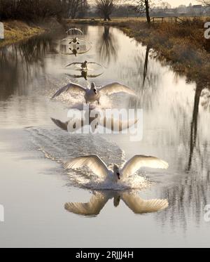 Un cigno che vola verso uno sbarco su un fiume in Inghilterra Foto Stock