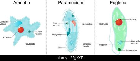 Anatomia degli organismi eucariotici, unicellulari: Paramecium ciliato, ameba ed Euglena. Illustrazione vettoriale Illustrazione Vettoriale