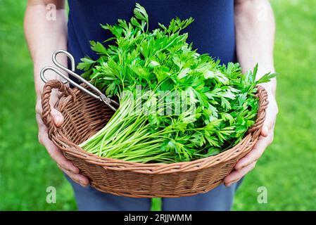 Una donna raccoglie prezzemolo nel cestino. Tagliare il prezzemolo fresco nelle mani di un concetto di natura contadino Foto Stock