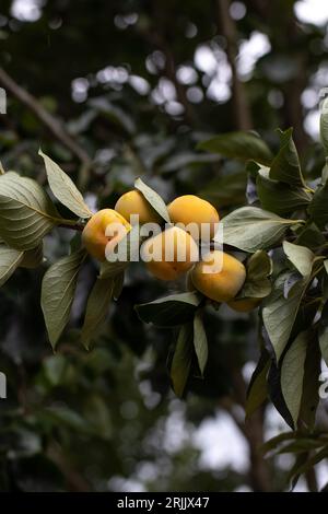 Close-up of ripe persimmons on the branch, kaki persimmons in a persimmon plantation. Agriculture, cultivation concepts. Stock Photo