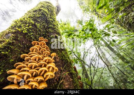 Funghi selvatici non identificati crescono nel tronco di un vecchio albero nella foresta nebulosa nella stagione delle piogge. Catena montuosa dell'Himalaya. Foto Stock