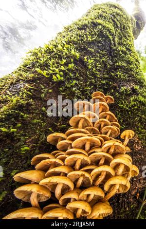 Funghi selvatici non identificati crescono nel tronco di un vecchio albero nella foresta nebulosa nella stagione delle piogge. Catena montuosa dell'Himalaya. Foto Stock