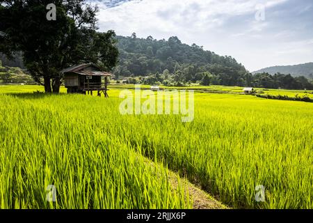 Paesaggio rurale tradizionale con capanne tra verdi risaie durante l'alba, villaggio e montagne sullo sfondo. Thailandia del Nord. Foto Stock