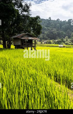 Paesaggio rurale tradizionale con capanne tra verdi risaie durante l'alba, villaggio e montagne sullo sfondo. Thailandia del Nord. Foto Stock