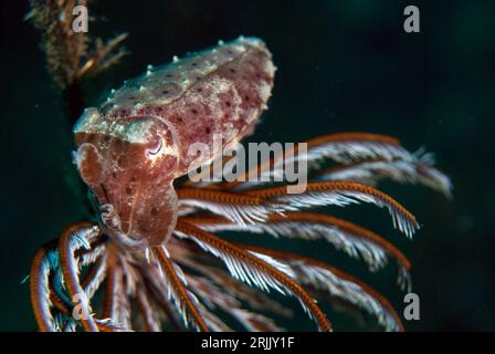 Juvenile Broadclub Cuttlefish, Sepia latimanus, di Crinoid, Comatulida Order, Batu Sandar Diving Site, Lembeh Straits, Sulawesi, Indonesia Foto Stock