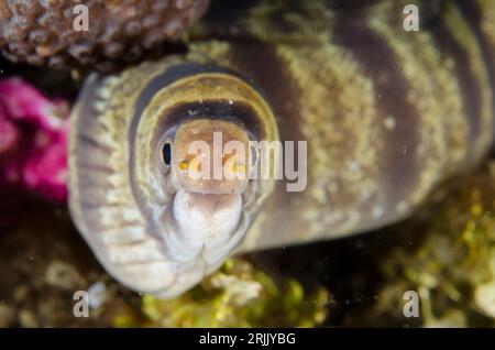 Barred Moray Eel, Echidna polyzona, immersione notturna, sito di immersione TK1, stretto di Lembeh, Sulawesi, Indonesia Foto Stock