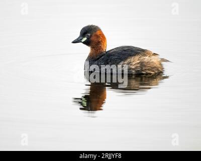 Grebe (Tachybaptus ruficollis) Adult Little Grebe with Reflection, Wicken, Cambridgeshire, Inghilterra, Regno Unito Foto Stock