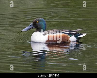 Male Northern Shoveler (Spatula clypeata), Wicken, Cambridgeshire, Inghilterra, Regno Unito Foto Stock