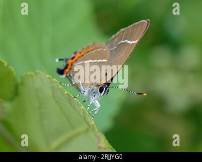 White-Letter Hairstreak Butterfly (Satyrium W-album), Haddenham, Cambridgeshire, Inghilterra, Regno Unito Foto Stock