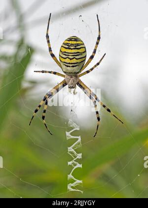 Ragno Wasp femminile (Argiope bruennichi) e ragnatela con stabilimentum, Fulbourn, Cambridgeshire Foto Stock
