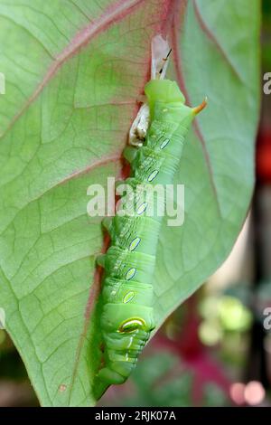 Un bruco verde falco arroccato su una foglia. Foto Stock