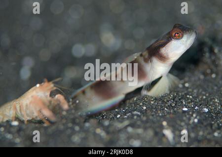 Shrimpgoby mascherato, Amblyeleotris gymnocephala, con gamberetti, Alpheus sp, guardia in piedi all'ingresso del buco sulla sabbia nera, sito di immersione Hei Nus, Lem Foto Stock