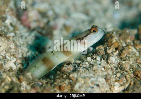 Shrimpgoby mascherato, Amblyeleotris gymnocephala, all'ingresso del buco, sito di immersione Critter Hunt, stretto di Lembeh, Sulawesi, Indonesia Foto Stock