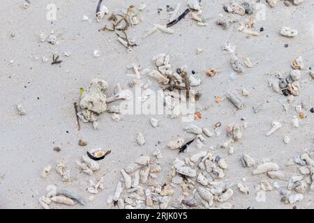 Sabbia bianca bagnata con frammenti di corallo e conchiglie, texture fotografica di sfondo naturale. Seychelles Foto Stock