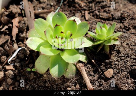 Grande e piccolo Houseleek comune o Sempervivum tectorum o Barba Bullocks o Devils barba o Earwort o Rosette che formano succulente perenne sempreverde Foto Stock