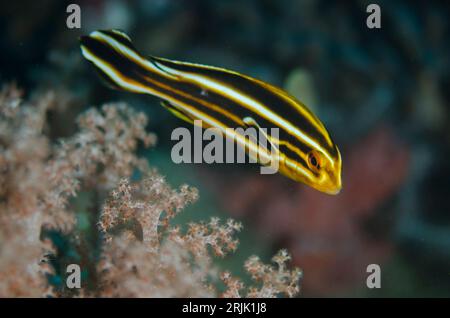 Lieviti con nastro giovanile, Plectorhinchus polytaenia, sito di immersione Tanjung Tebal, stretto di Lembeh, Sulawesi, Indonesia Foto Stock