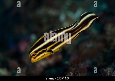 Lieviti con nastro giovanile, Plectorhinchus polytaenia, sito di immersione Tanjung Tebal, stretto di Lembeh, Sulawesi, Indonesia Foto Stock