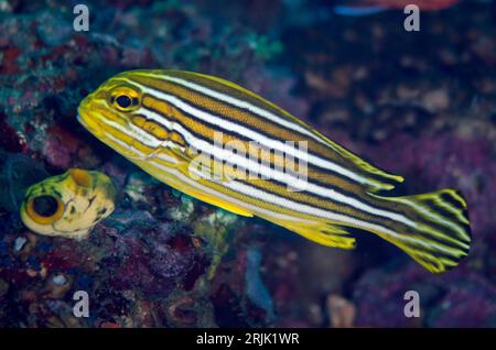 Lieviti con nastro giovanile, Plectorhinchus polytaenia, sito di immersione Tanjung Tebal, stretto di Lembeh, Sulawesi, Indonesia Foto Stock