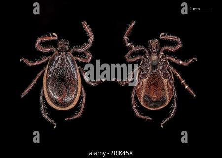 Ixodes ricinus castor Bean tick maschio adulto Foto Stock