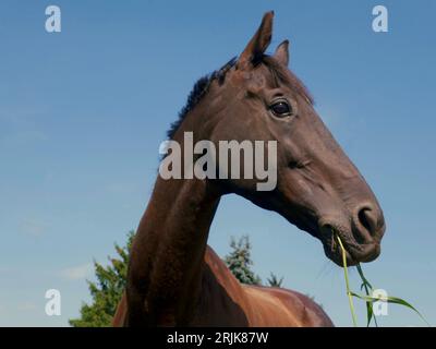 Un giovane e felice cavallo che masticava una lama d'erba da vicino la testa e il collo contro un cielo blu, l'occhio del cavallo chiaramente visibile. Foto Stock