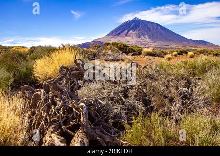 Fai trekking attraverso il parco nazionale di Las Canadas, il parco nazionale del Teide, Tenerife, Spagna Foto Stock