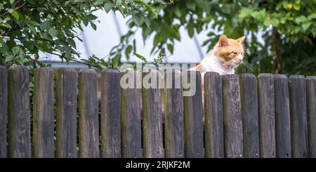 un enorme gatto rosso su una vecchia recinzione di legno sembra scontento Foto Stock