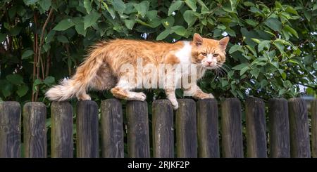 un enorme gatto rosso su una vecchia recinzione di legno sembra scontento Foto Stock