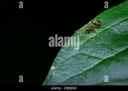 Foto macro di una formica appollaiata su una foglia verde, con piccole gocce di rugiada visibili sulla superficie Foto Stock