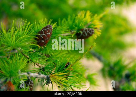 Baikal Larch Pine Cones Close Up sfondo morbido Foto Stock