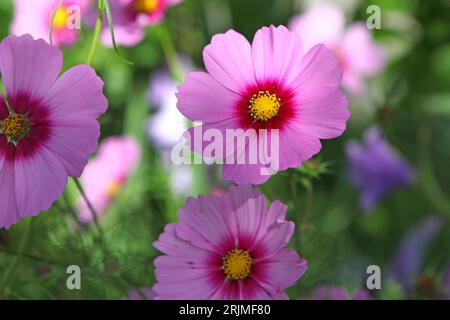 Pink Cosmos bipinnatus, comunemente chiamato cosmo del giardino o aster messicano, in fiore. Foto Stock