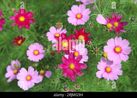 Pink Cosmos bipinnatus, comunemente chiamato cosmo del giardino o aster messicano, in fiore. Foto Stock