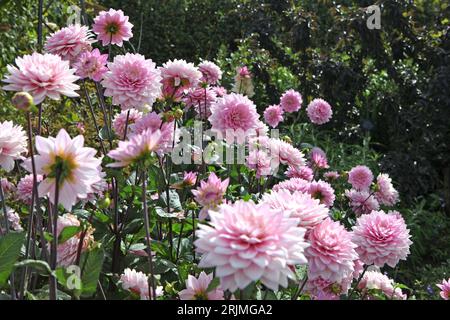 Dahlia Melody Harmony decorativa rosa pallido in fiore. Foto Stock