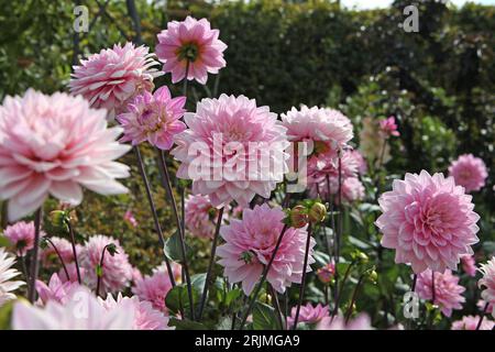 Dahlia Melody Harmony decorativa rosa pallido in fiore. Foto Stock