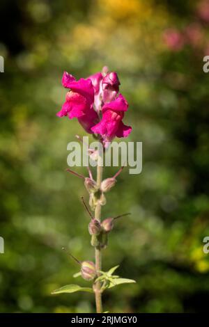 Antirrhinum è un genere di piante comunemente noto come dragon fiori o bocche di leone Foto Stock