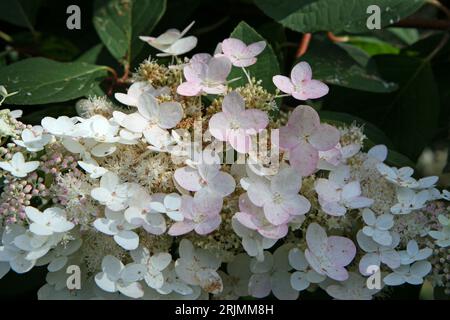 Hydrangea paniculata bianca e rosa, o ortensia paniclata "Chantilly Lace" in fiore. Foto Stock