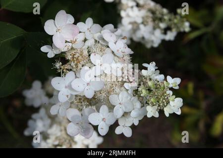 Hydrangea paniculata bianca e rosa, o ortensia paniclata "Chantilly Lace" in fiore. Foto Stock