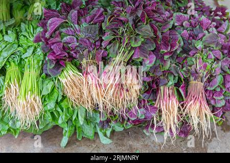 Bunch of Red Amaranth at Farmers Market in Hong Kong Stock Photo