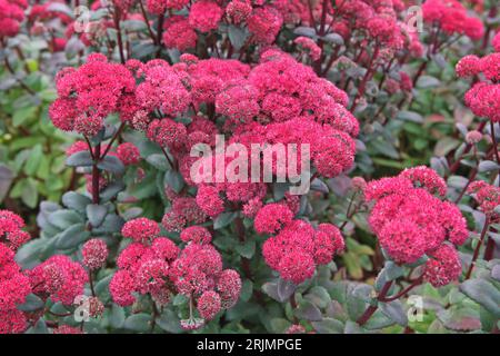 Red Hylotelephium Sedum, o stonecrop, ÔRed CauliÕ in fiore. Foto Stock