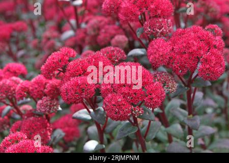 Red Hylotelephium Sedum, o stonecrop, ÔRed CauliÕ in fiore. Foto Stock