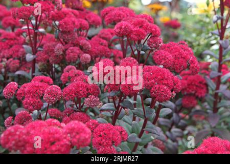 Red Hylotelephium Sedum, o stonecrop, ÔRed CauliÕ in fiore. Foto Stock